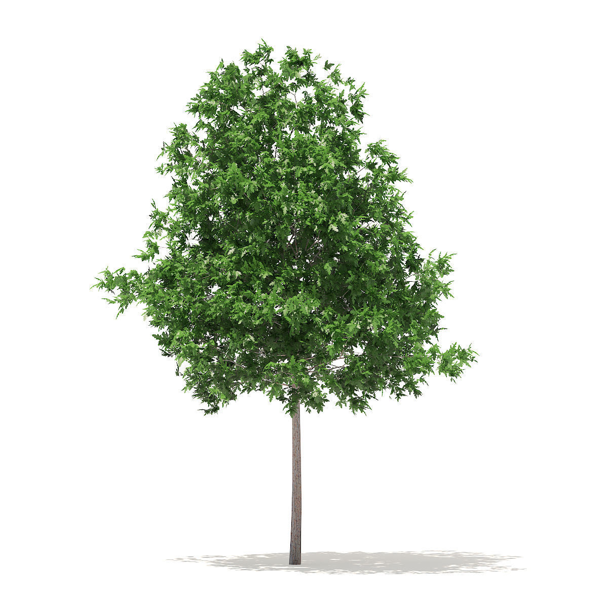 White Oak 5point7m 3D model_1