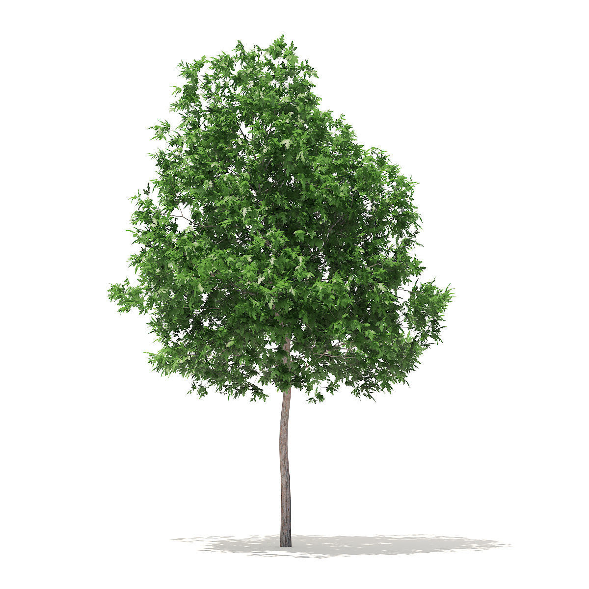 White Oak 5point7m 3D model_2