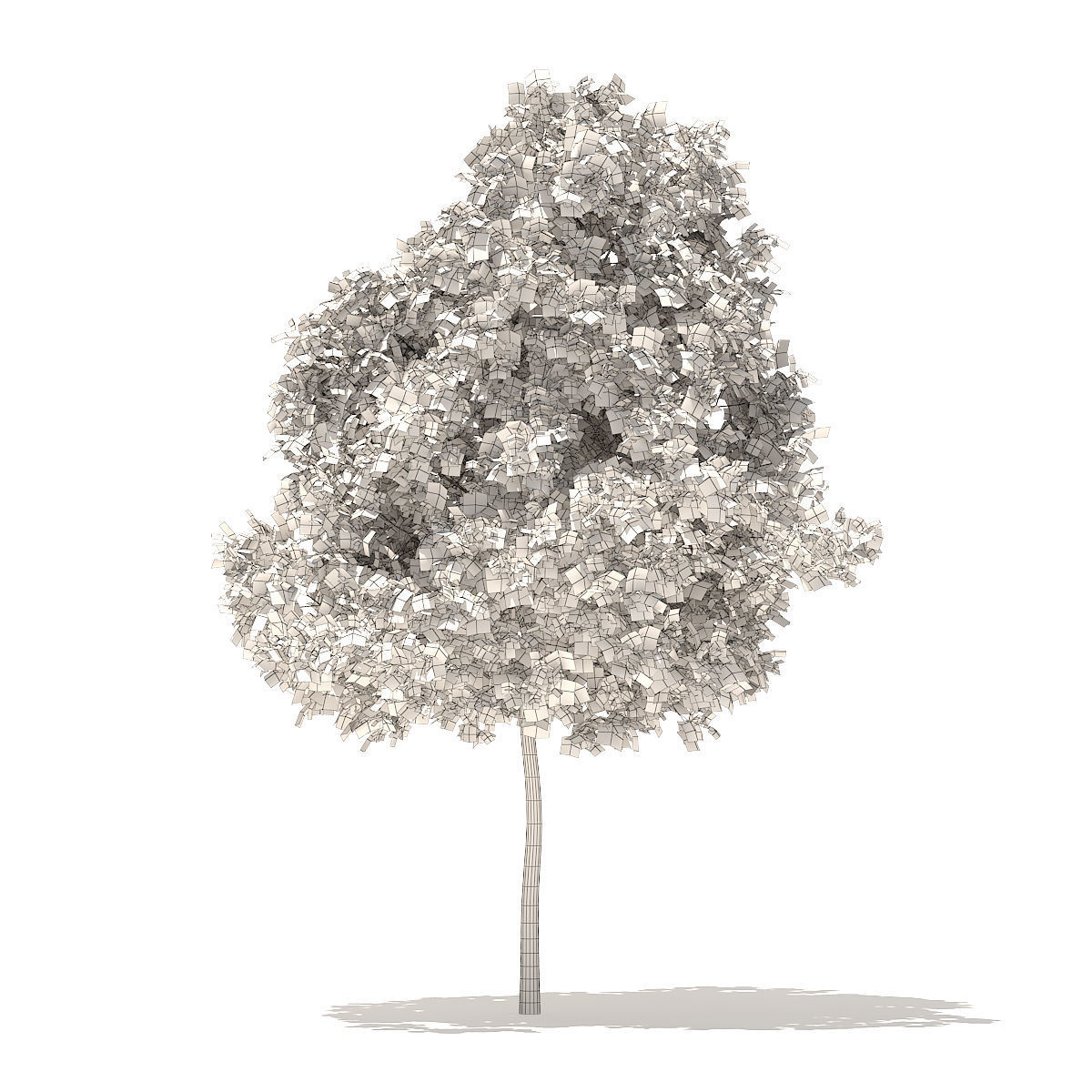 White Oak 5point7m 3D model_3