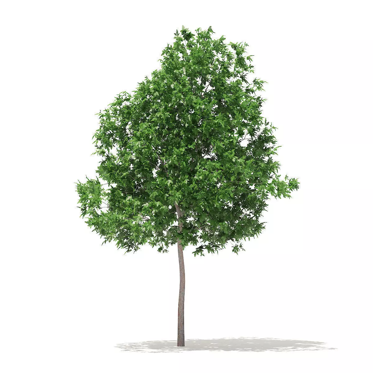 White Oak 5point7m 3D model_0