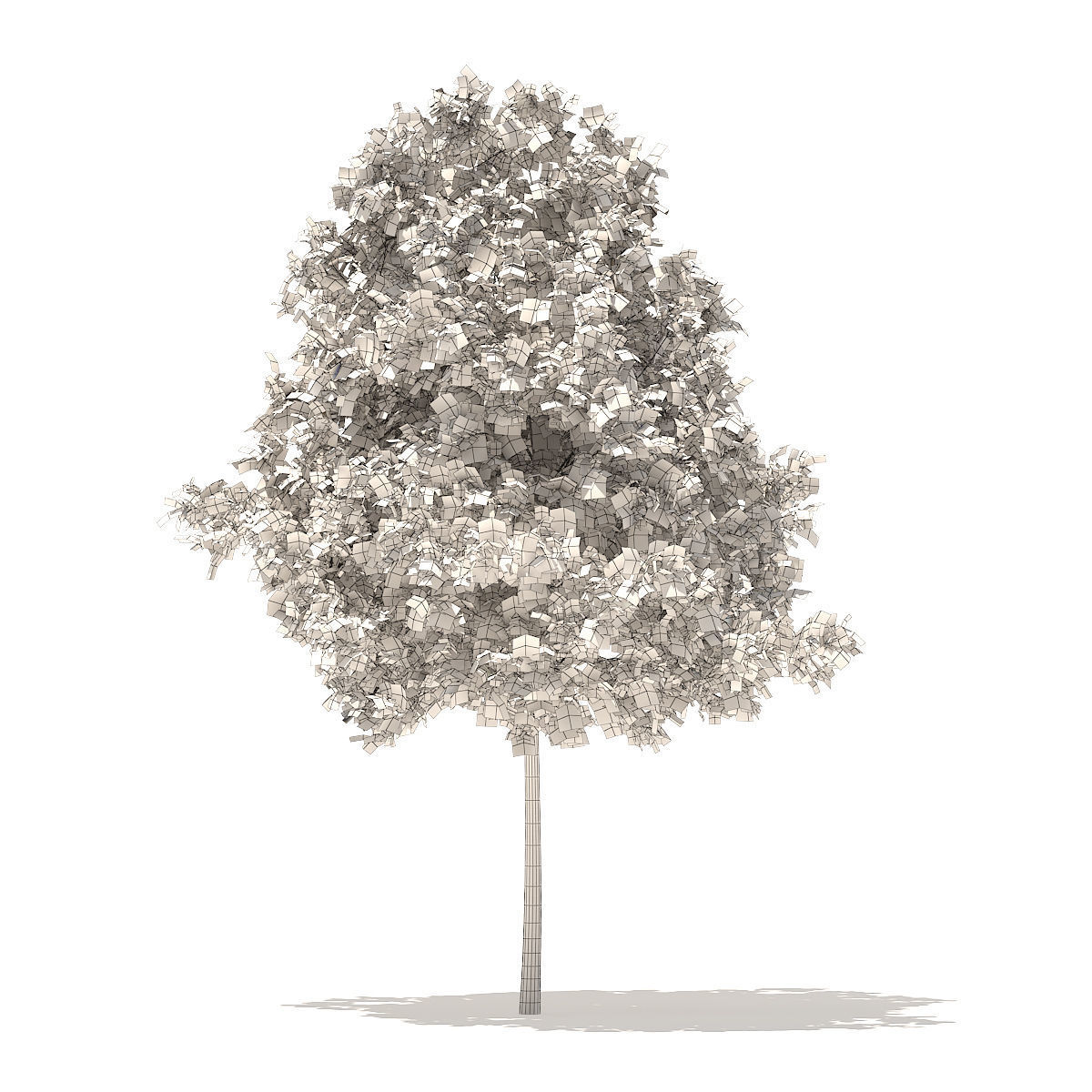 White Oak 5point7m 3D model_4