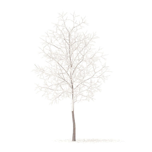 White Oak with Snow 3point7m 3D model