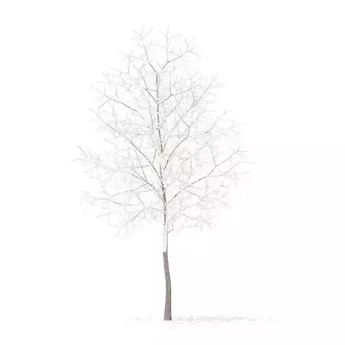 White Oak with Snow 3point7m