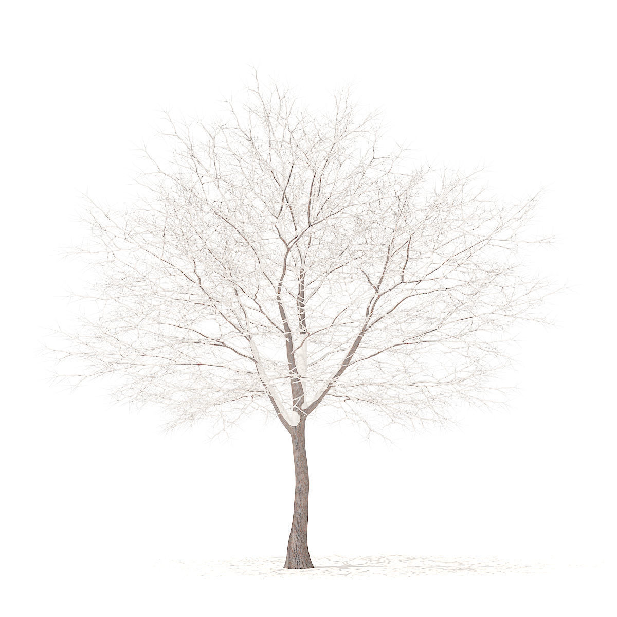 White Oak with Snow 10point6m 3D model_2