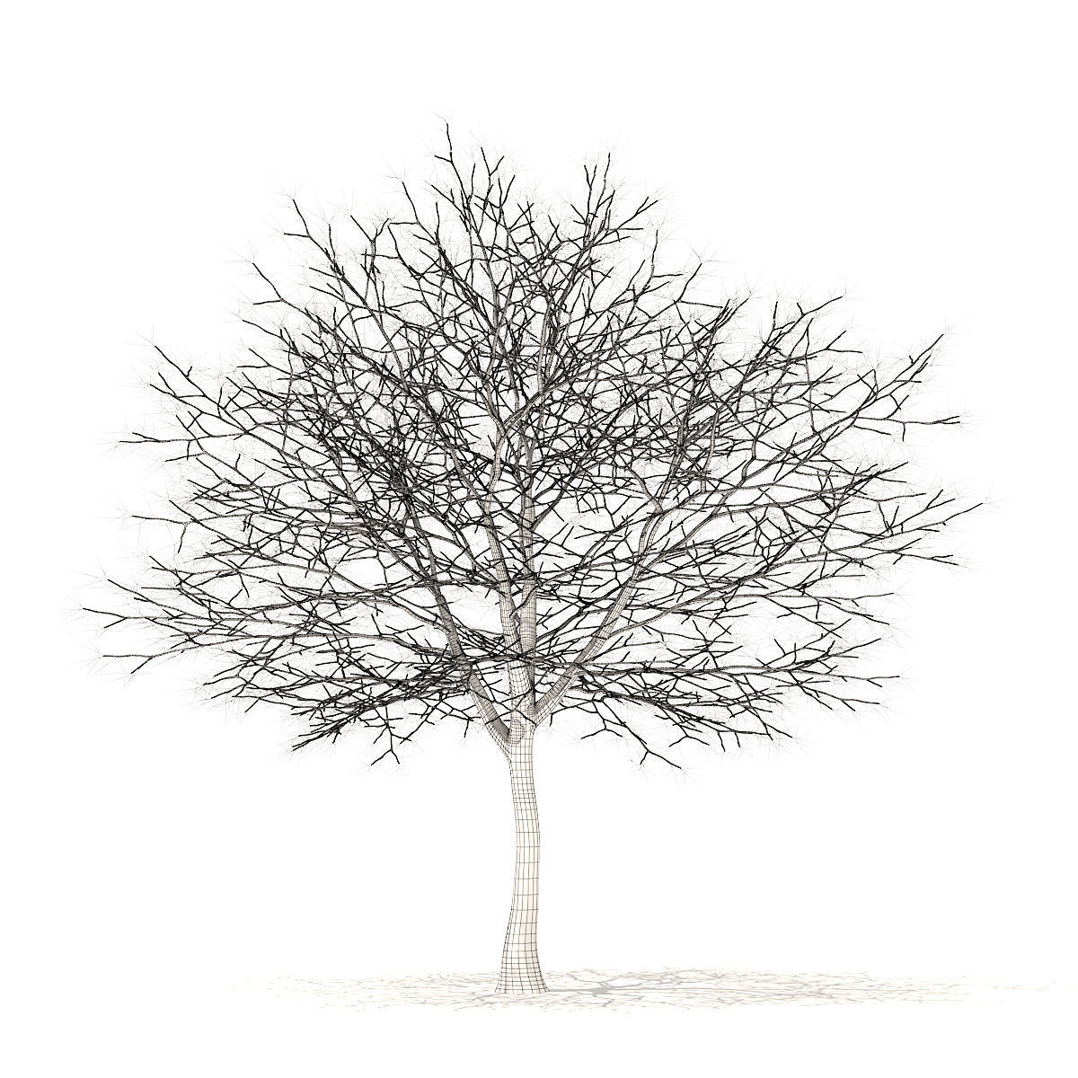 White Oak with Snow 10point6m 3D model_5