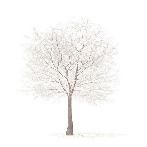 White Oak with Snow 10point6m 3D model