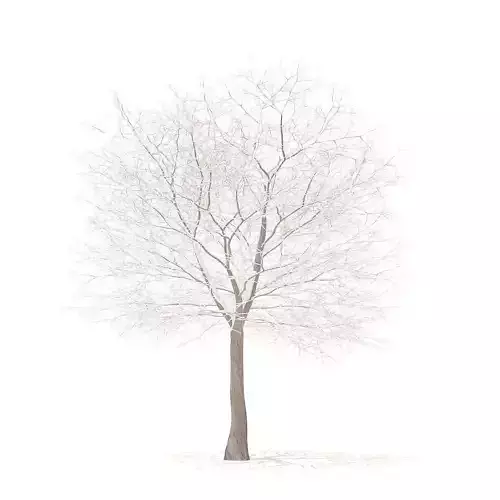 White Oak with Snow 10point6m