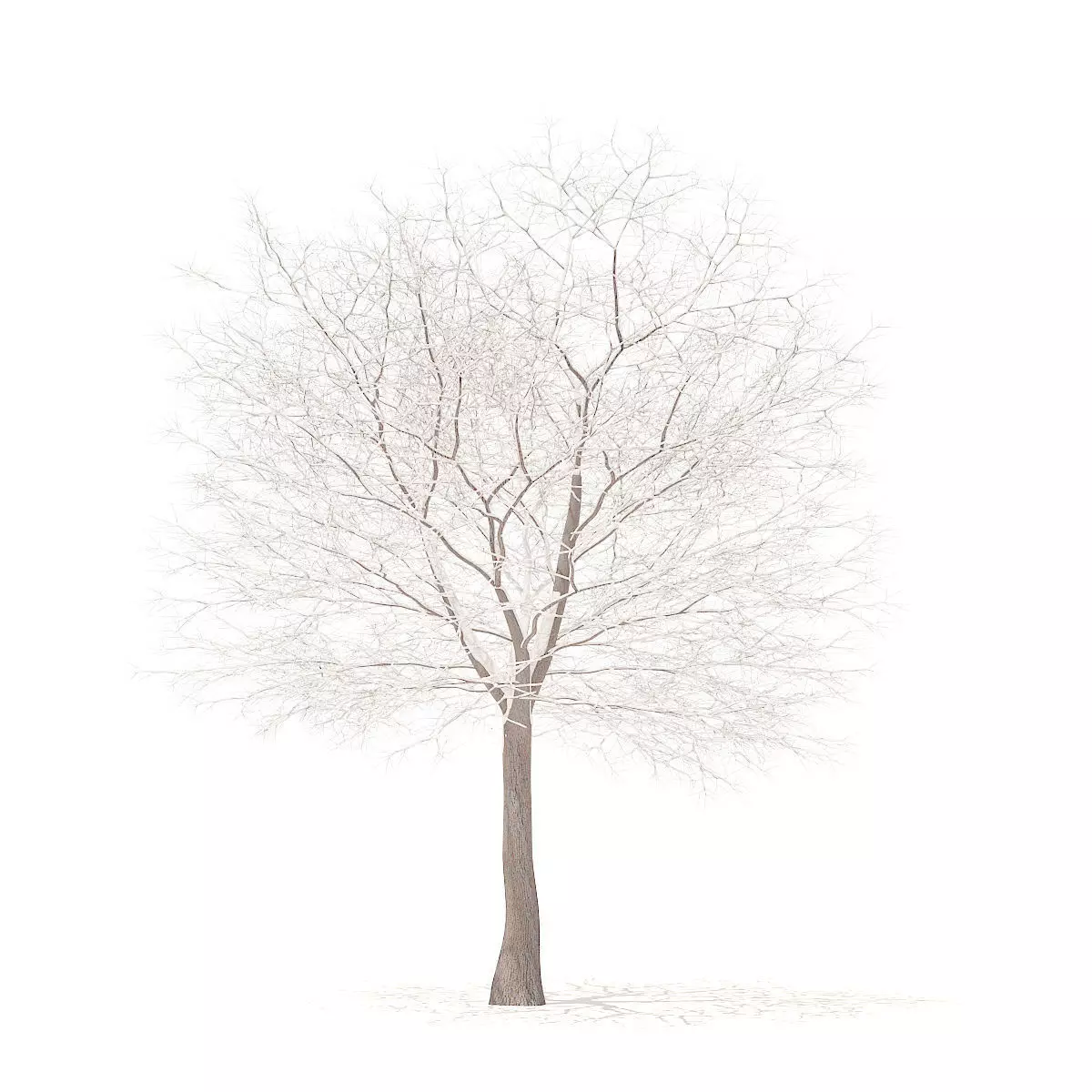 White Oak with Snow 10point6m 3D model_0