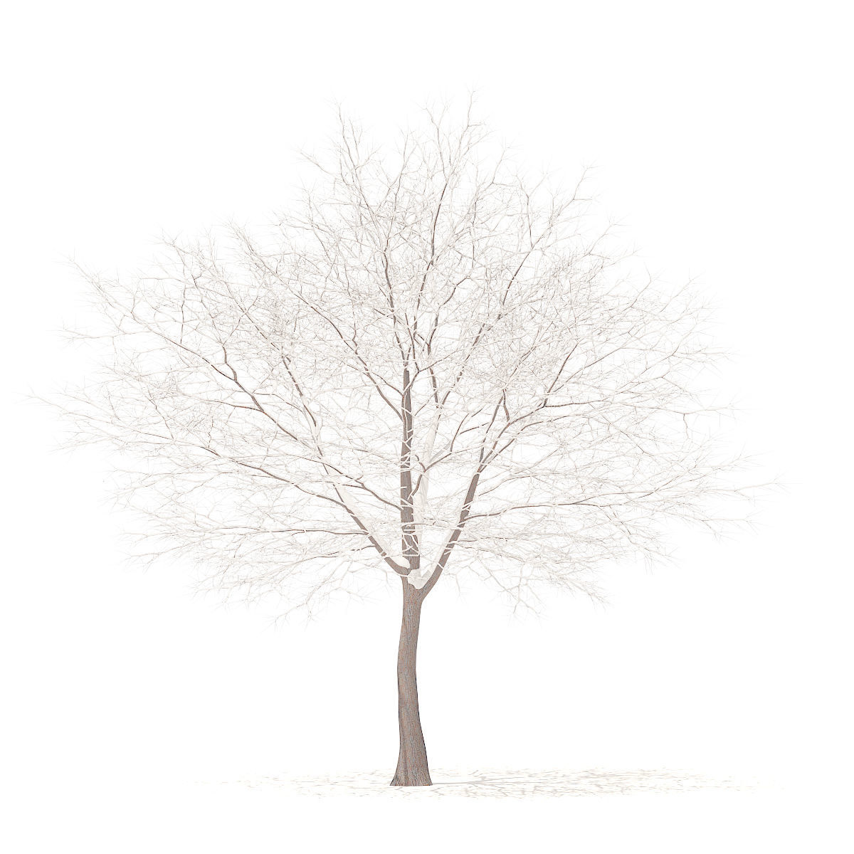 White Oak with Snow 10point6m 3D model_1