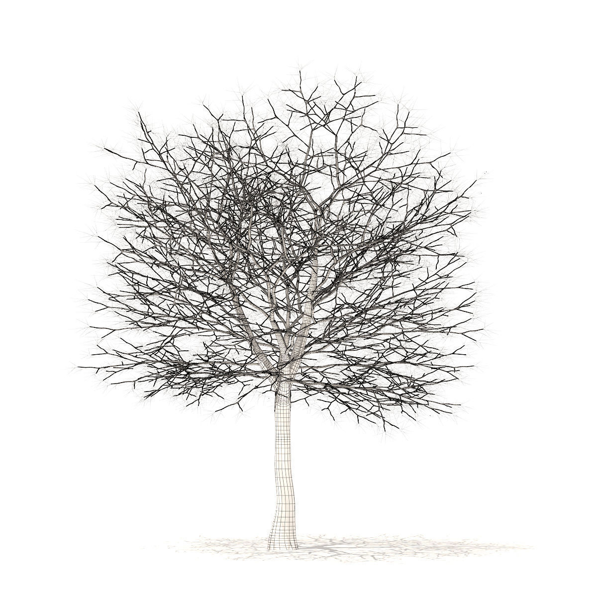 White Oak with Snow 10point6m 3D model_4