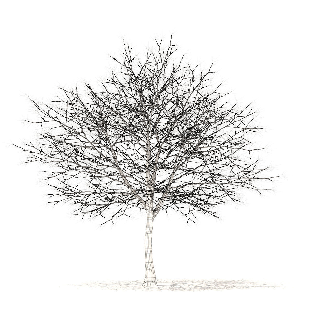 White Oak with Snow 10point6m 3D model_3