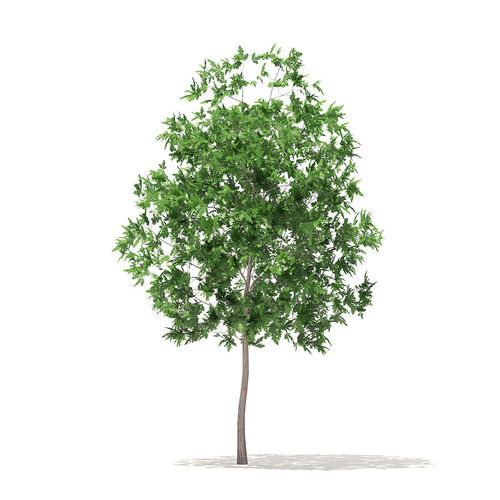 White Oak 3point7m 3D model