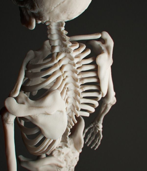 Human Skeleton 3D model_1