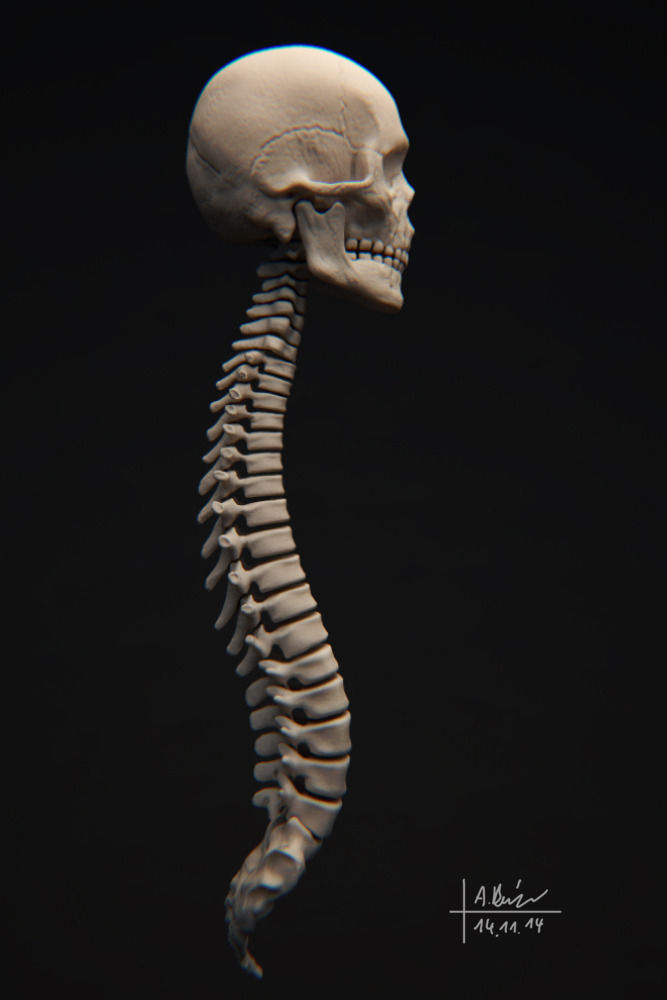 Human Skeleton 3D model_6