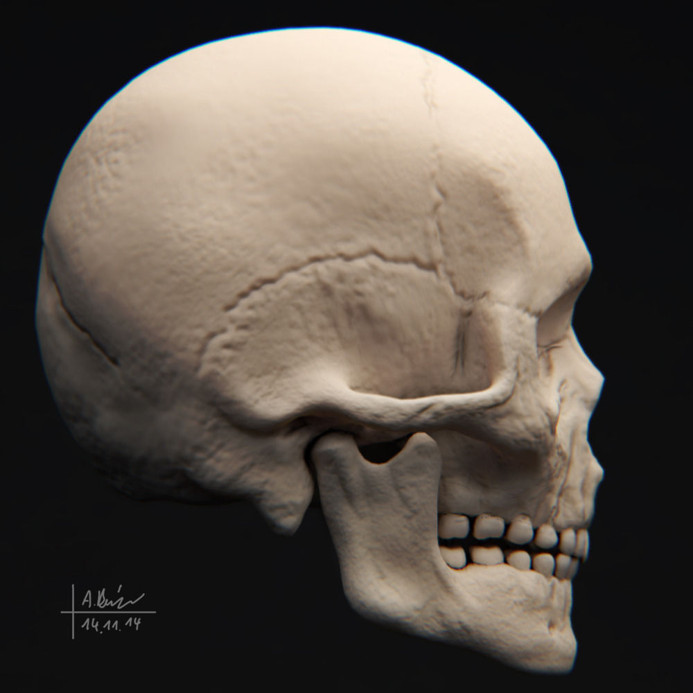 Human Skeleton 3D model_9
