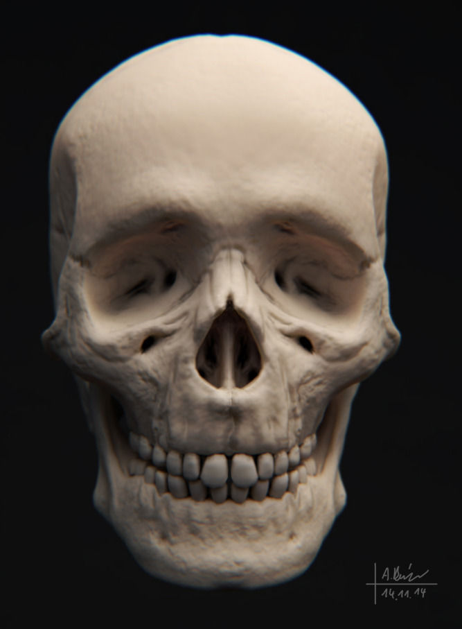 Human Skeleton 3D model_8