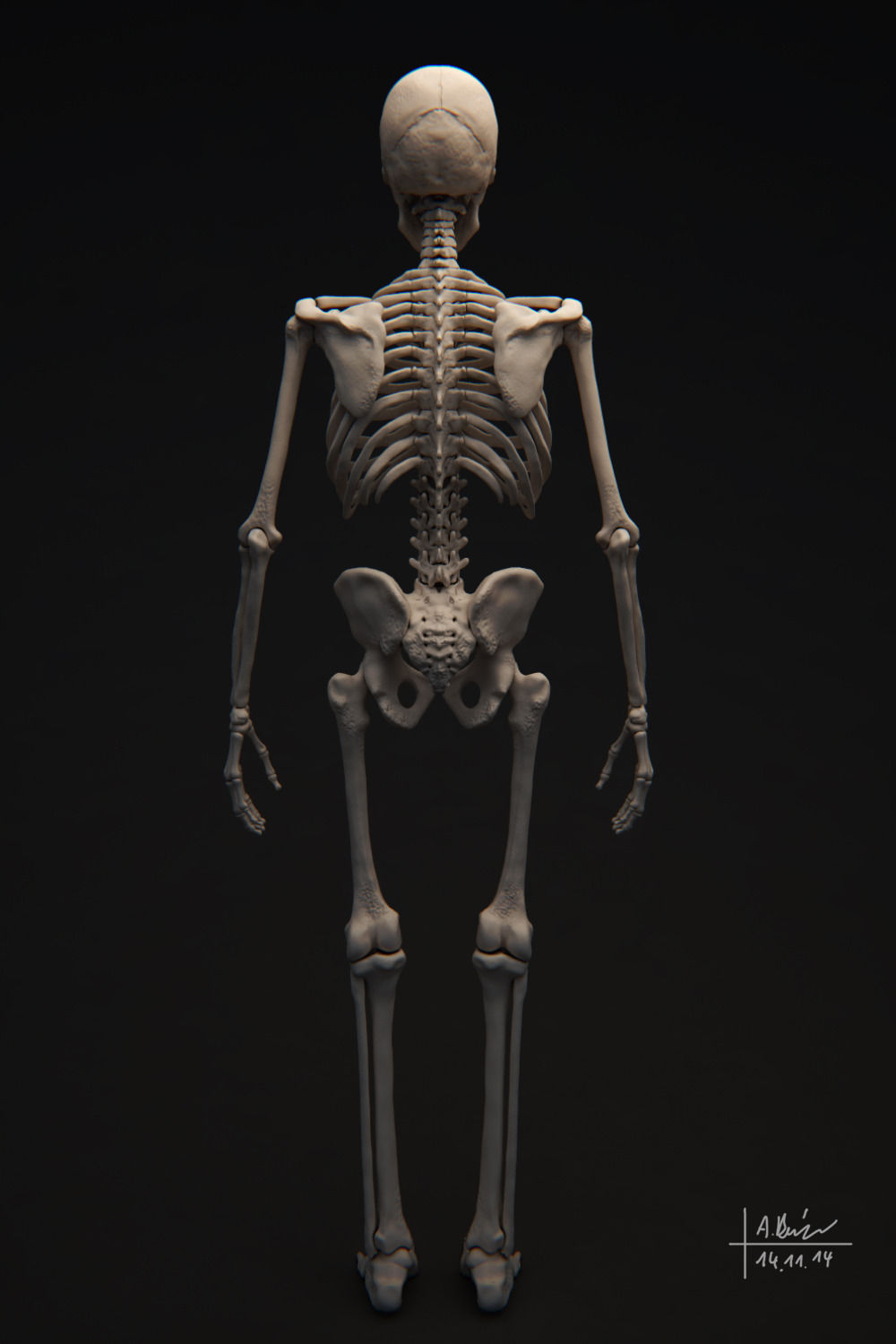 Human Skeleton 3D model_3