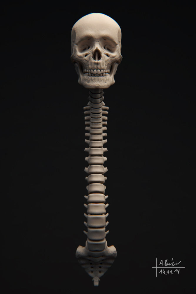 Human Skeleton 3D model_5