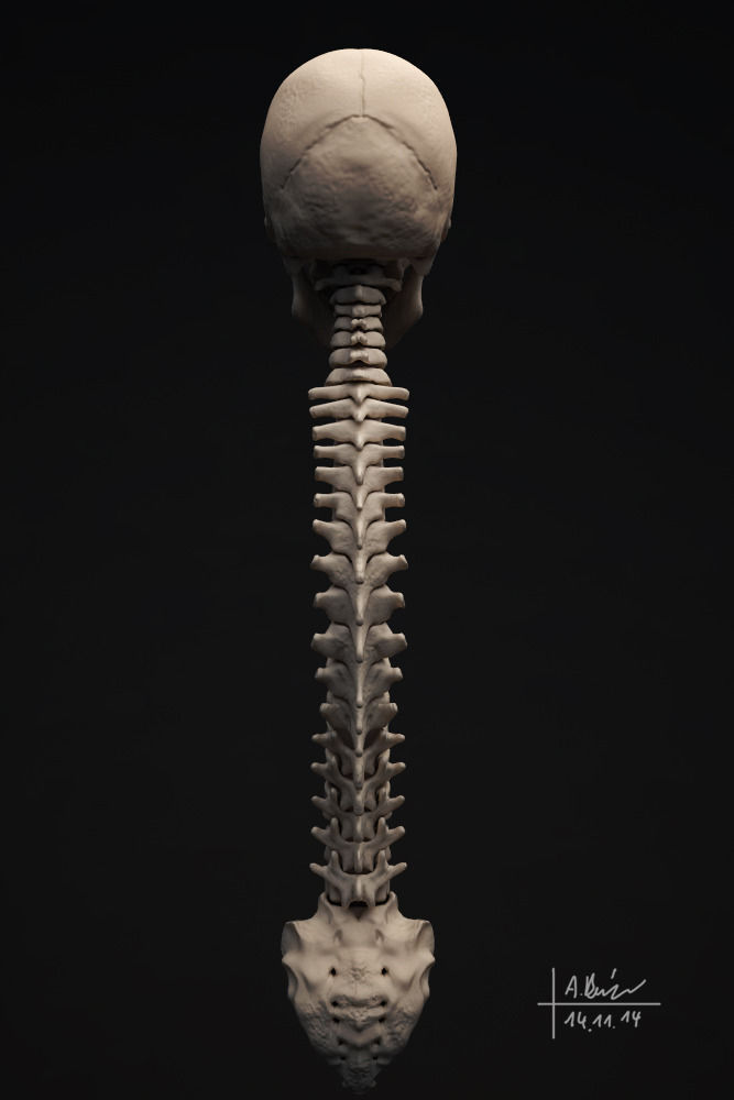 Human Skeleton 3D model_7