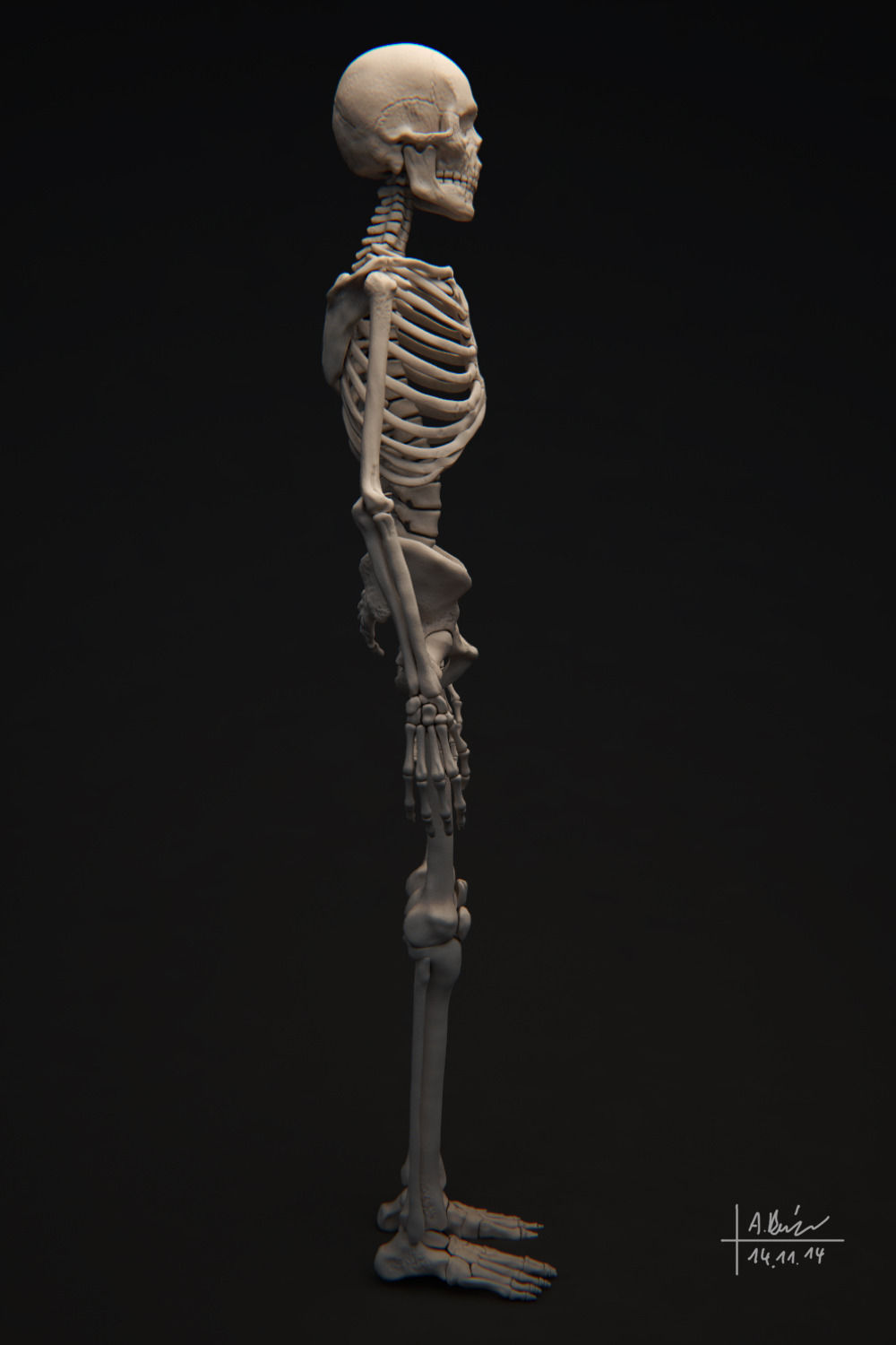 Human Skeleton 3D model_4