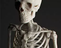 Human Skeleton 3D model_0