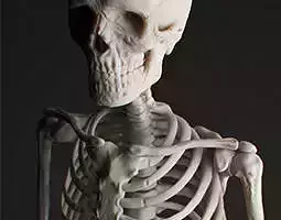 Human Skeleton 3D model