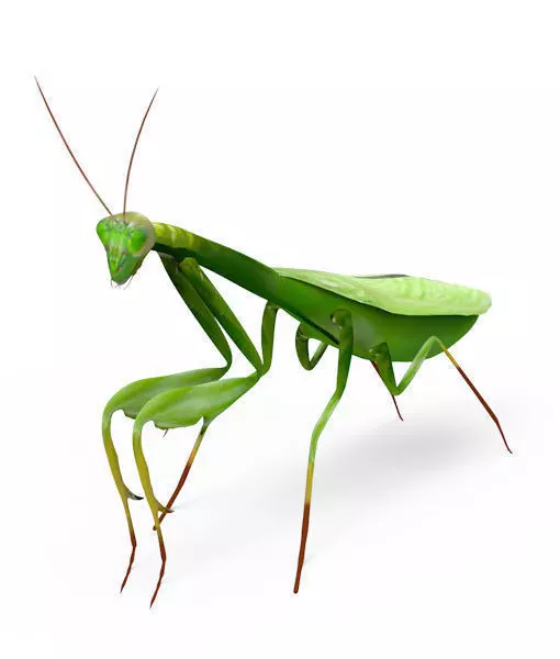 3D Grasshopper mantisce Low-poly 3D model