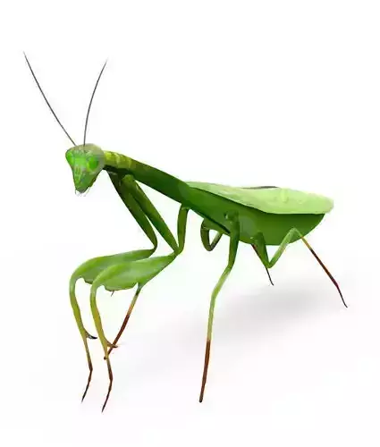 3D Grasshopper mantisce Low-poly 3D model
