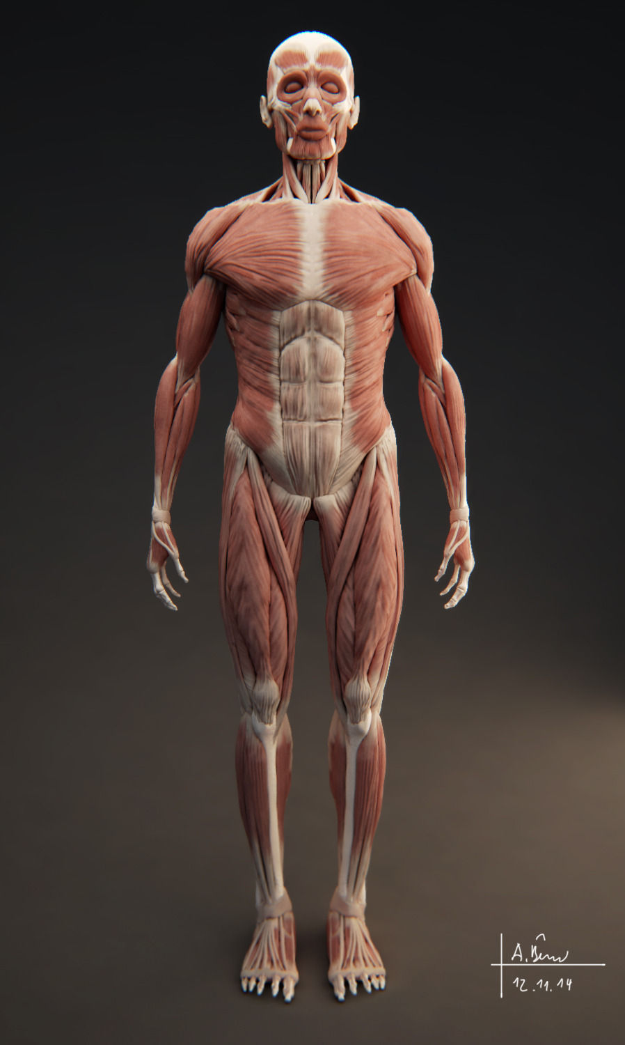 Male Muscular System 3D model_7