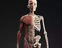 Male Muscular System 3D model