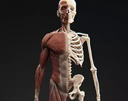 Male Muscular System 3D model_0