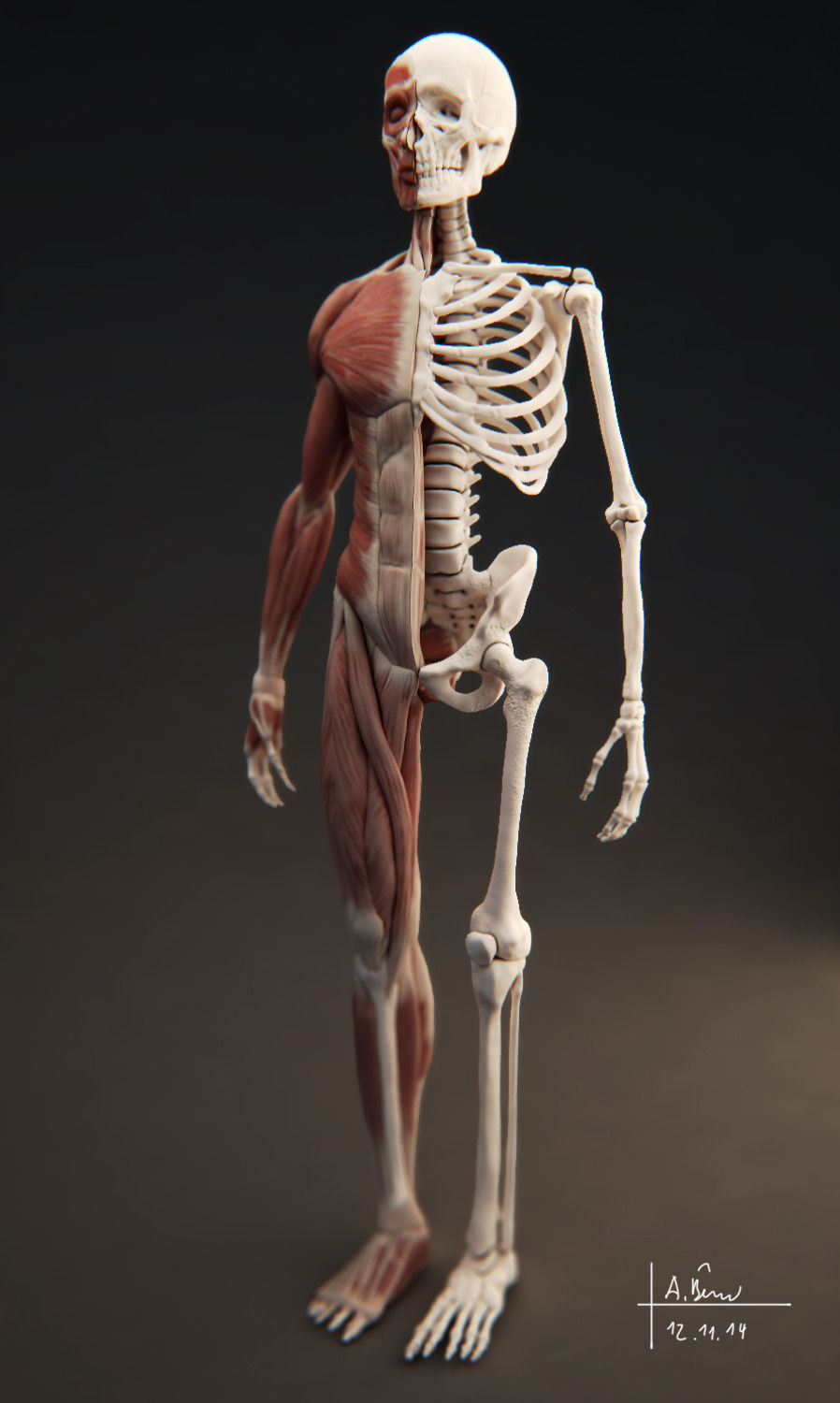 Male Muscular System 3D model_4