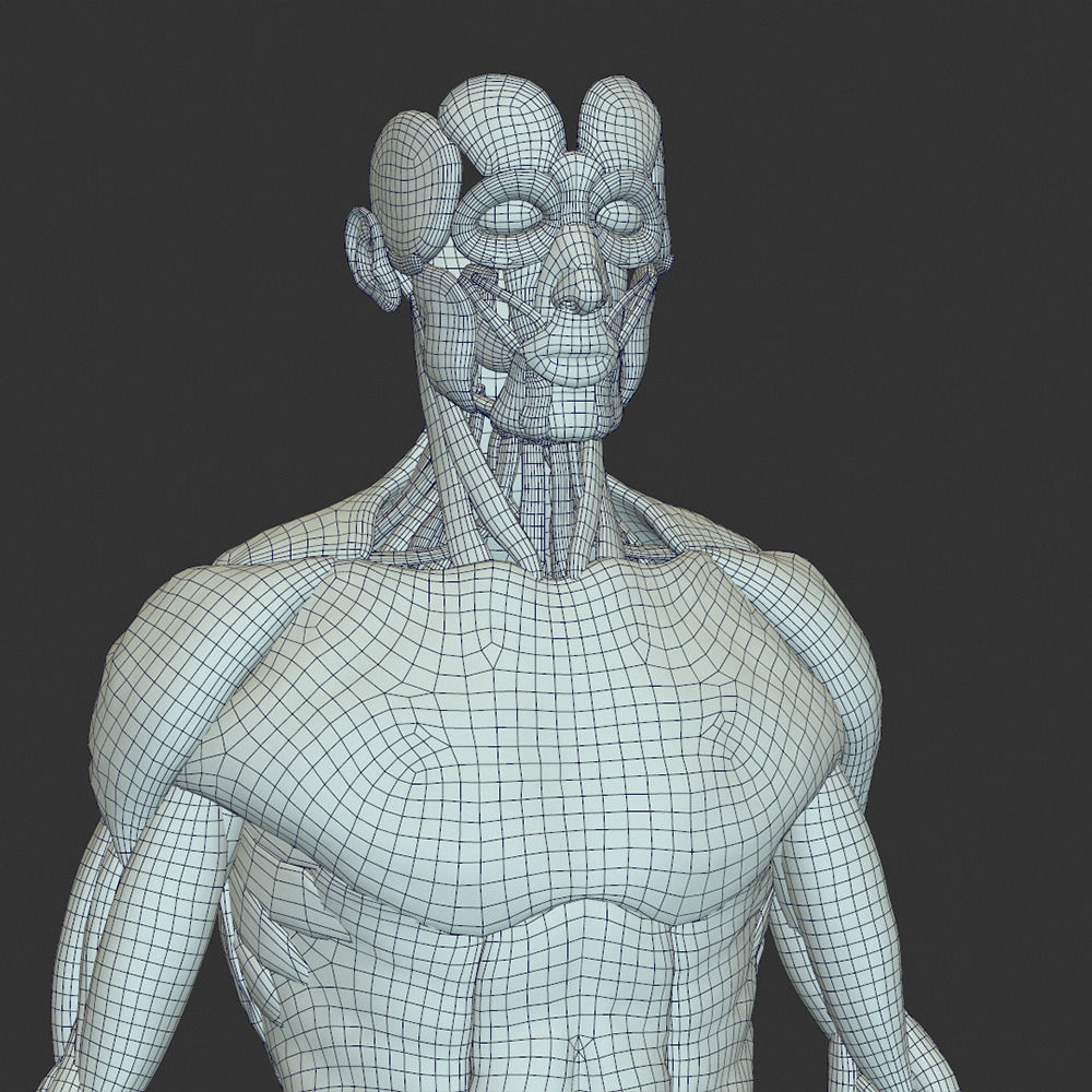 Male Muscular System 3D model_10
