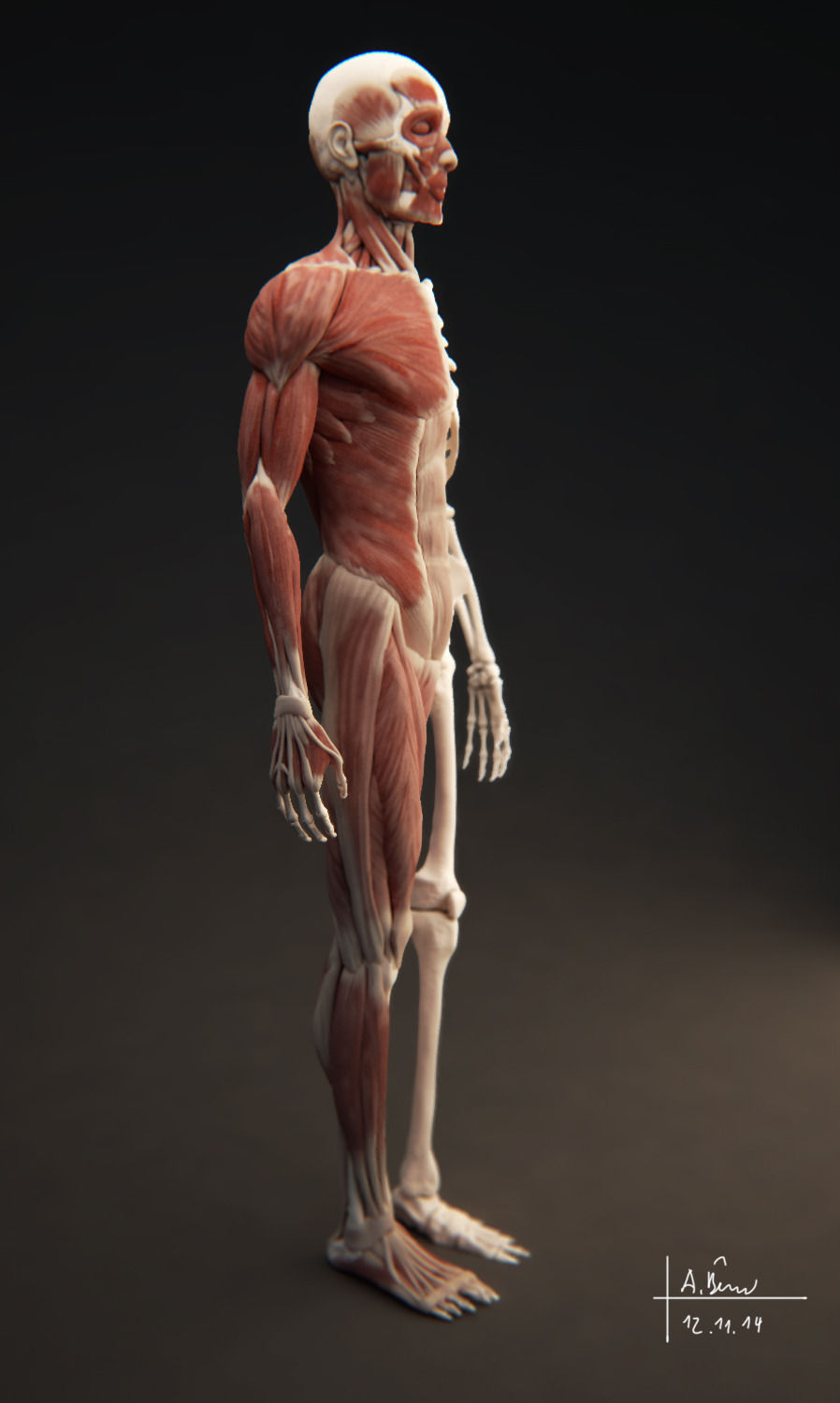 Male Muscular System 3D model_6