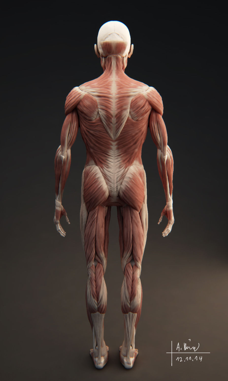 Male Muscular System 3D model_8