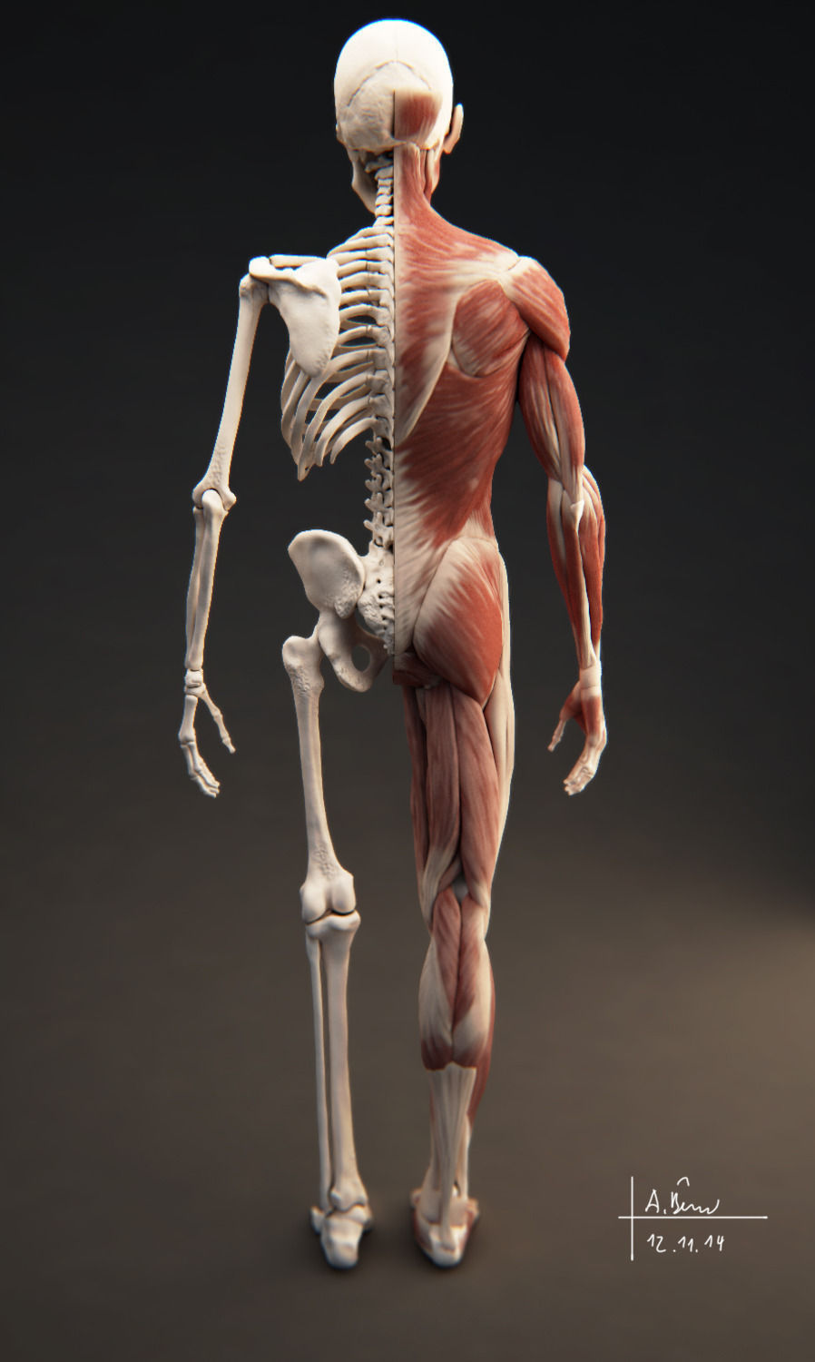 Male Muscular System 3D model_3