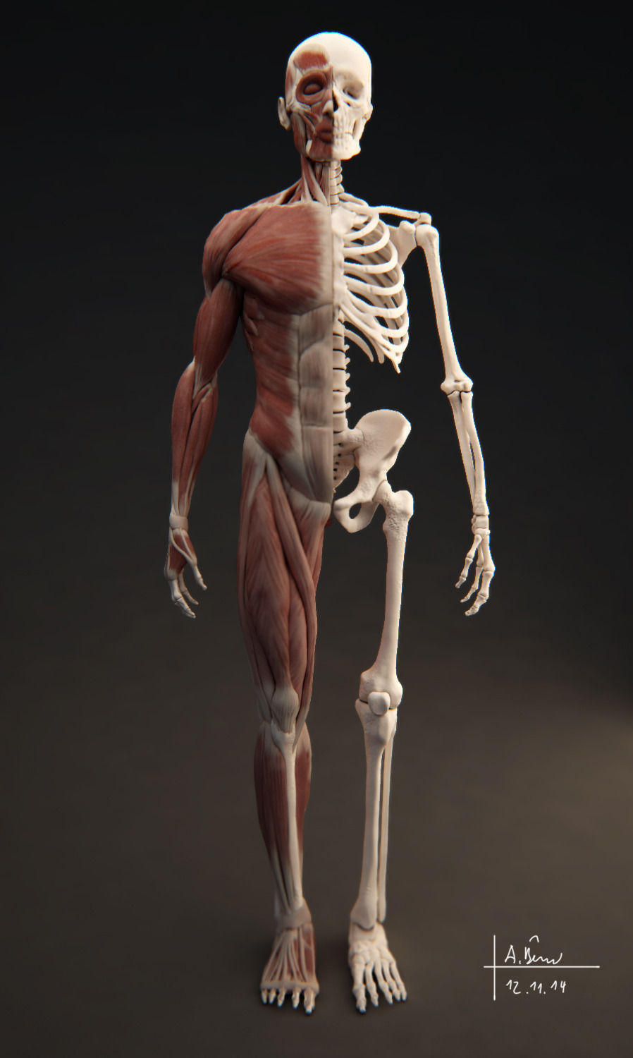 Male Muscular System 3D model_1