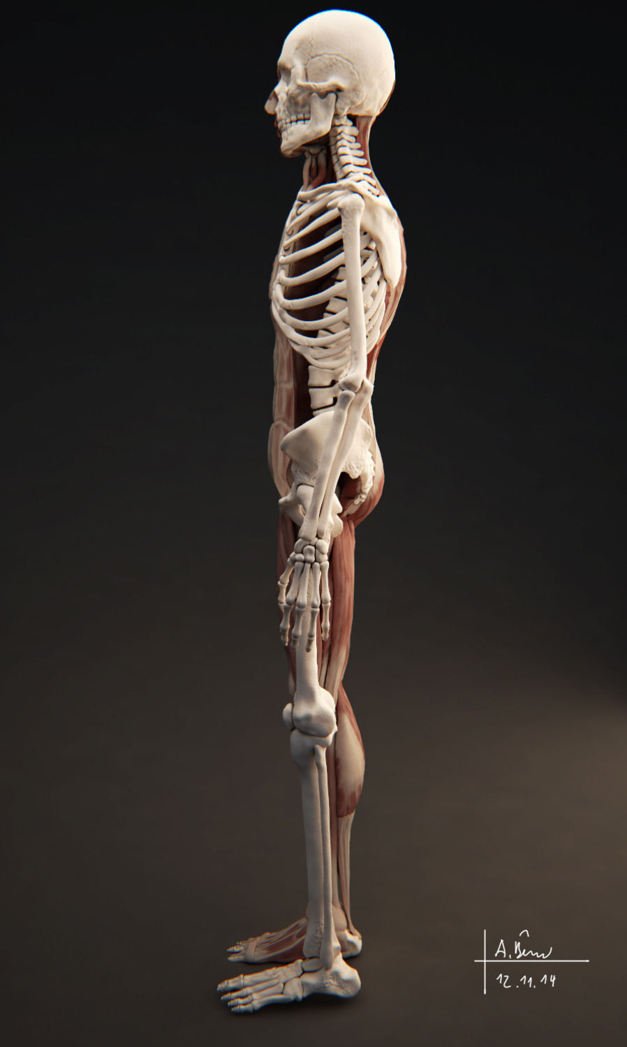 Male Muscular System 3D model_2