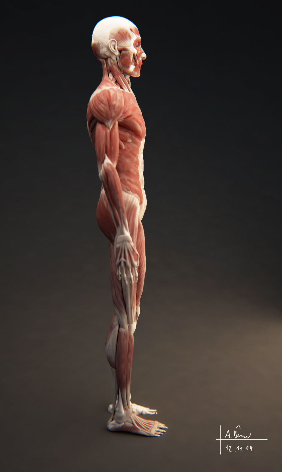 Male Muscular System 3D model_5