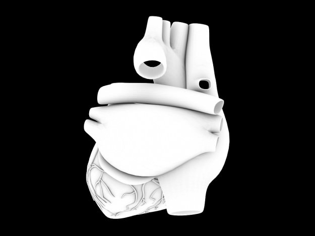 Human heart std mat 3D model_16