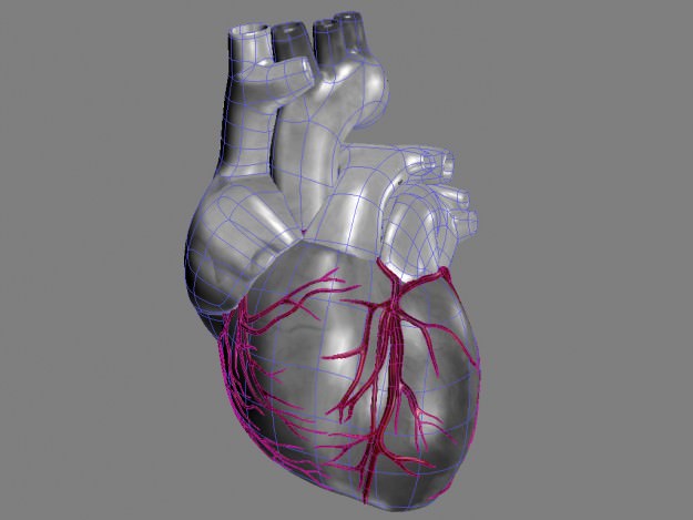 Human heart std mat 3D model_8