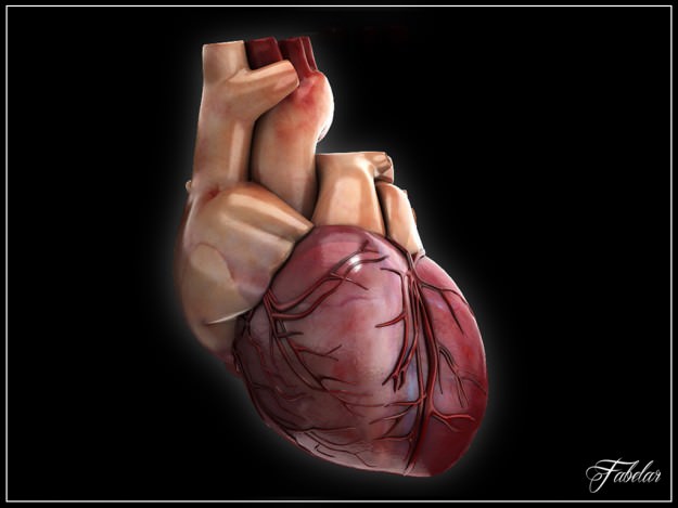 Human heart std mat 3D model_2
