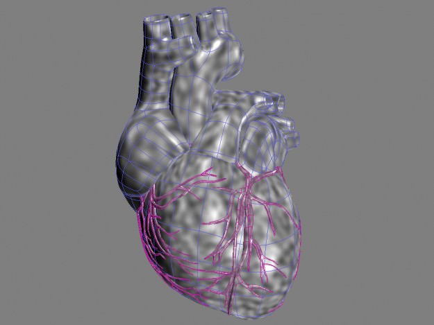 Human heart std mat 3D model_9
