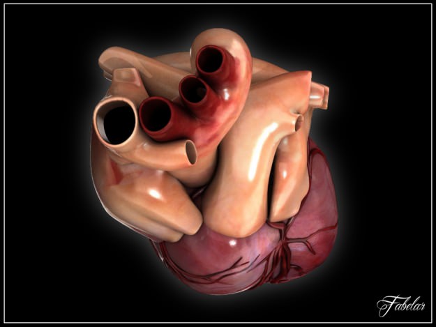 Human heart std mat 3D model_4