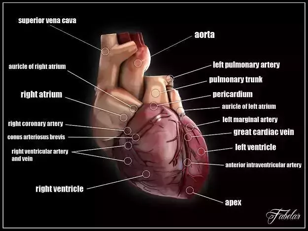 Human heart std mat 3D model
