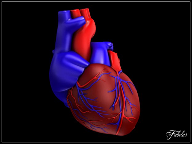 Human heart std mat 3D model_10