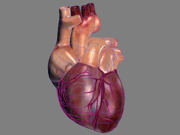 Human heart std mat 3D model_7