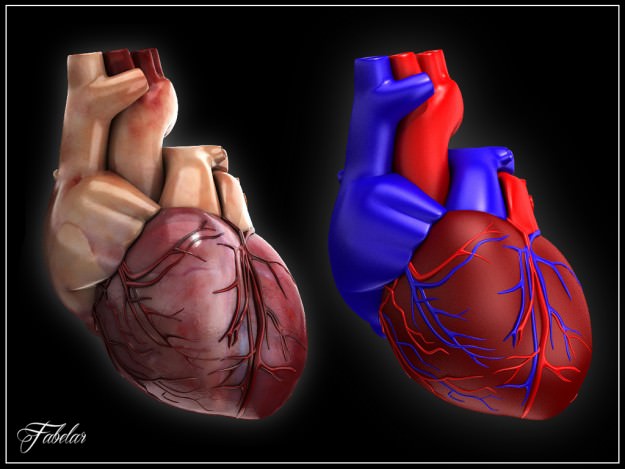 Human heart std mat 3D model_11