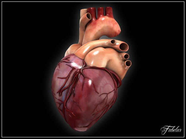 Human heart std mat 3D model_3