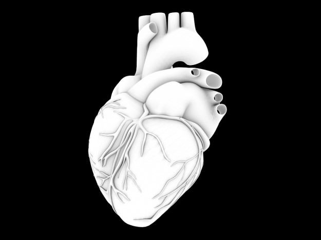 Human heart std mat 3D model_14